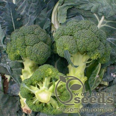 Капуста брокколи Верди F1 2500 семян. (Hazera) Капуста брокколи Верди F1 2500 семян. (Hazera)