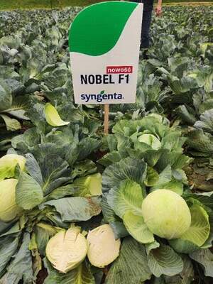 Капуста Новел/ Nobel F1  2500 семян. (Syngenta)