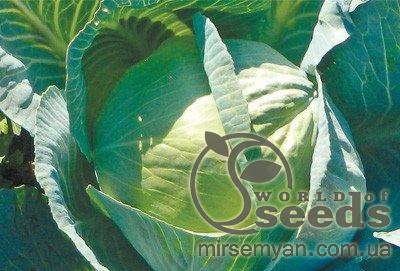 Капуста Сторидор 2500 семян. (Syngenta) Капуста Сторидор 2500 семян. (Syngenta)