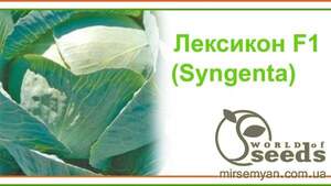 Капуста Лексикон 2500 семян. (Syngenta) Капуста Лексикон 2500 семян. (Syngenta)