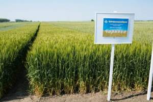 Пшеница Чернявая (озимая, протравленная), кг Пшеница Чернявая (озимая, протравленная), кг