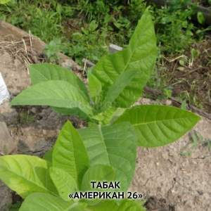Семена табака Табак курительный «Американ-26» 1 гр