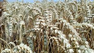 Семена озимой пшеницы сорт Богемия