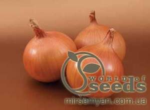 Лук Братко 250 000 семян. (Syngenta)