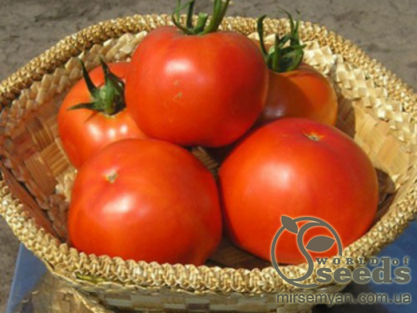 Помидоры Гравитет F1 500 семян. (Syngenta) Помидоры Гравитет F1 500 семян. (Syngenta)