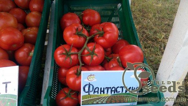 Помидоры Фантастина F1 500 семян. (Syngenta) Помидоры Фантастина F1 500 семян. (Syngenta)