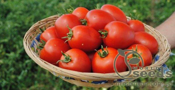 Помидоры Намиб F1 1000 семян. (Syngenta) Помидоры Намиб F1 1000 семян. (Syngenta)