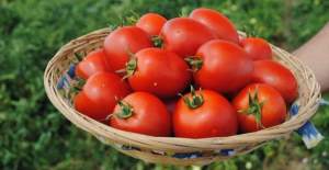 Помидоры Намиб F1 1000 семян. (Syngenta) Помидоры Намиб F1 1000 семян. (Syngenta)