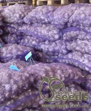 Чеснок Гермидор (фиолет.), Франция, 200гр Чеснок Гермидор (фиолет.), Франция, 200гр