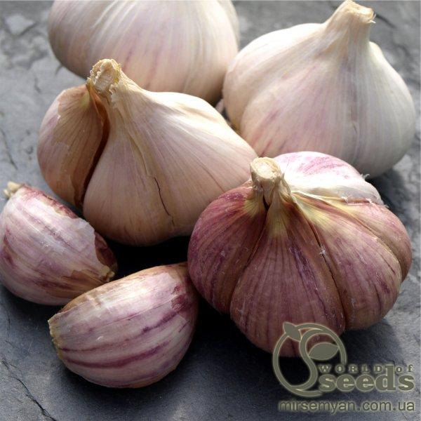 Чеснок Гермидор (фиолет.), Франция, 200гр Чеснок Гермидор (фиолет.), Франция, 200гр