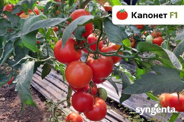 Помидоры Капонет 500 семян. (Syngenta) Помидоры Капонет 500 семян. (Syngenta)