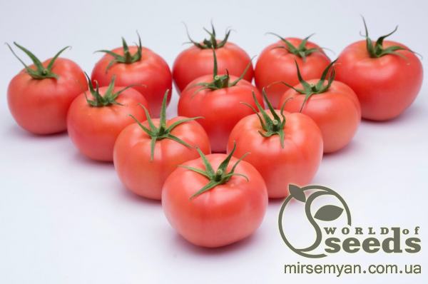 Помидоры Мамстон 500 семян. (Syngenta) Помидоры Мамстон 500 семян. (Syngenta)