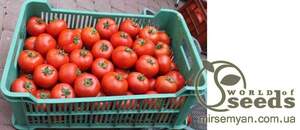 Помидоры Барибин F1 500 семян. (Syngenta)