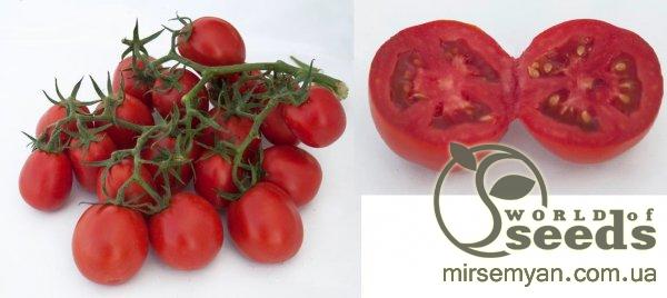 Помидоры Мицено F1 2500 семян. (Syngenta) Помидоры Мицено F1 2500 семян. (Syngenta)