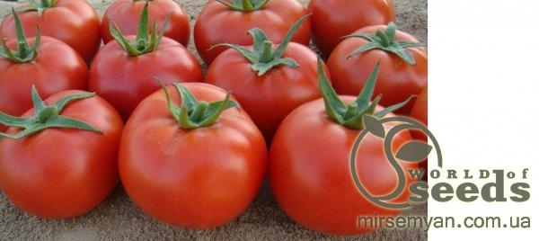 Помидоры Сагатан F1 1000 семян. (Syngenta) Помидоры Сагатан F1 1000 семян. (Syngenta)