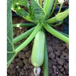 Кабачок Ангелина 500 семян. (Syngenta)