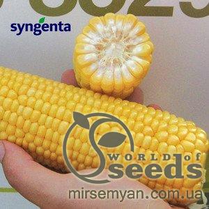 Кукуруза сахарная GSS 8529 F1 100 000 семян. (Syngenta)