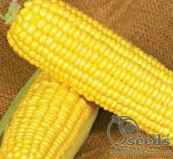 Кукуруза Мореленд (GSS 1453) F1 100 000 семян. (Syngenta) Кукуруза Мореленд (GSS 1453) F1 100 000 семян. (Syngenta)