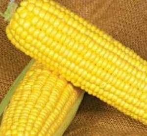 Кукуруза Мореленд (GSS 1453) F1 100 000 семян. (Syngenta) Кукуруза Мореленд (GSS 1453) F1 100 000 семян. (Syngenta)