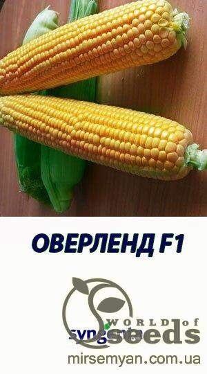 Кукуруза Оверленд сахарная 100 000 семян. (Syngenta)