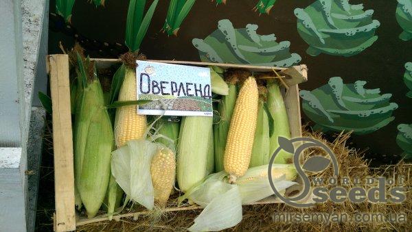 Кукуруза Оверленд сахарная 100 000 семян. (Syngenta) Кукуруза Оверленд сахарная 100 000 семян. (Syngenta)