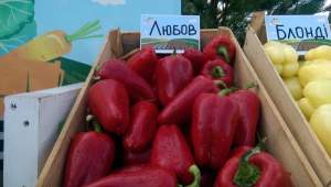 Перец Любовь 500 семян. (Syngenta) Перец Любовь 500 семян. (Syngenta)