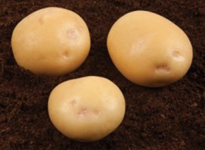 Семенной сорт картофеля 