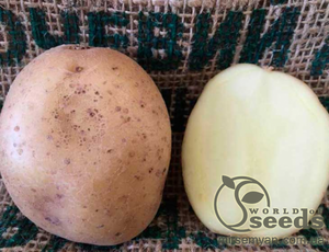 Картофель Банба (ранняя) 5кг (1 репродукция) Нидерланды Картофель Банба (ранняя) 5кг (1 репродукция) Нидерланды