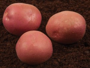 Картофель Инфинити 5кг (ранняя) Нидерланды Картофель Инфинити 5кг (ранняя) Нидерланды