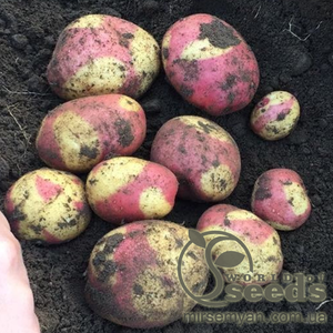 Семенной сорт картофеля "Бикины" (Голландия)