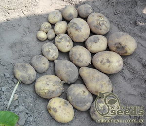 Семенной сорт картофеля "Нектар" 5 кг (Голландия) Семенной сорт картофеля "Нектар" 5 кг (Голландия)