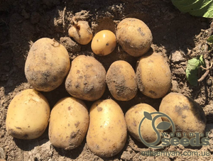 Семенной сорт картофеля "Саванна" (Голландия) Семенной сорт картофеля "Саванна" (Голландия)