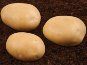 Семенной сорт картофеля 
