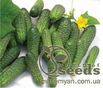 Огурец Нейлина F1 1000 семян. (Nunhems) Огурец Нейлина F1 1000 семян. (Nunhems)