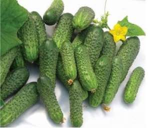 Огурец Нейлина F1 1000 семян. (Nunhems) Огурец Нейлина F1 1000 семян. (Nunhems)