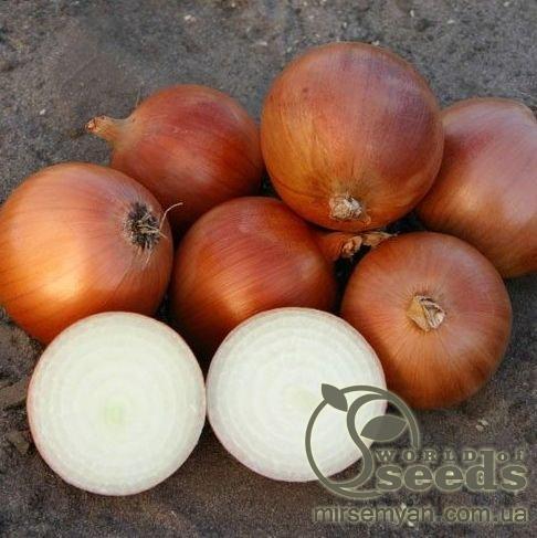 Лук Пандеро F1 1 000 000 семян. (Nunhems) Лук Пандеро F1 1 000 000 семян. (Nunhems)