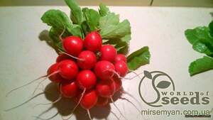 Редис Донар 10 000 семян. (Syngenta) Редис Донар 10 000 семян. (Syngenta)