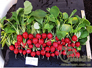 Редис Донар 10 000 семян. (Syngenta) Редис Донар 10 000 семян. (Syngenta)