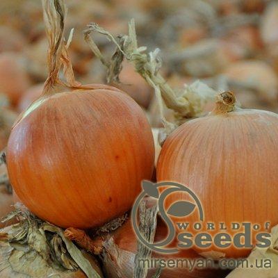 Лук Олоросо F1 100 000 семян. (Nunhems) Лук Олоросо F1 100 000 семян. (Nunhems)