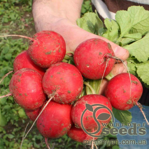 Редис Стеллар 10 000 семян. (Syngenta)