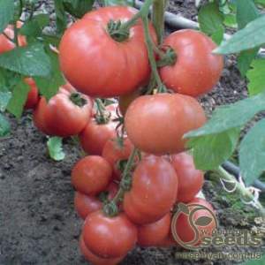 Помидоры Эсмира F1 100 семян. (Rijk Zwaan)