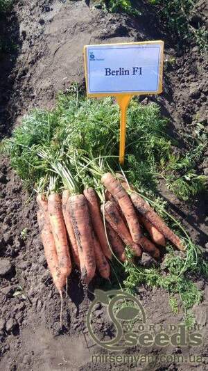 Морковь Берлин F1 (2,2-2,4мм) 100 000 семян. (Bejo)