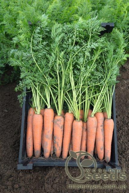 Морковь Берлин F1 (2,2-2,4мм) 100 000 семян. (Bejo) Морковь Берлин F1 (2,2-2,4мм) 100 000 семян. (Bejo)