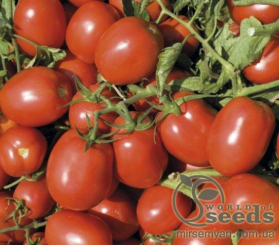 Томат Дельфо F1 5000 семян. (Nunhems) Томат Дельфо F1 5000 семян. (Nunhems)