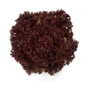 Салат Революция F1 5000 семян. (Nunhems) Салат Революция F1 5000 семян. (Nunhems)