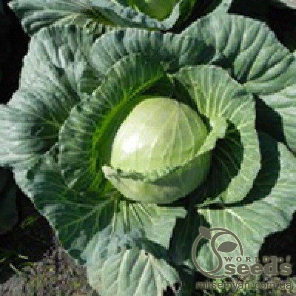 Капуста Чамп F1 2500 семян. (Seminis) Капуста Чамп F1 2500 семян. (Seminis)