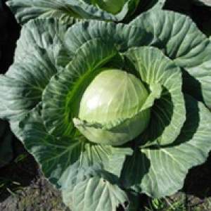 Капуста Чамп F1 2500 семян. (Seminis) Капуста Чамп F1 2500 семян. (Seminis)