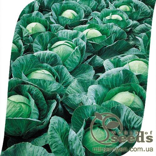 Капуста Весстри F1 2500 семян. (Seminis) Капуста Весстри F1 2500 семян. (Seminis)