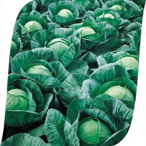 Капуста Весстри F1 2500 семян. (Seminis)