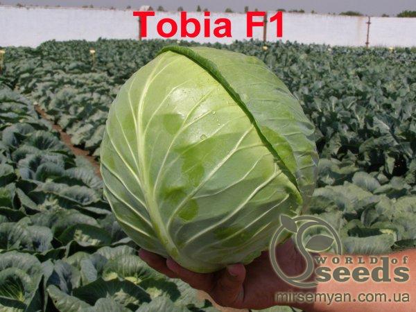 Капуста Тобия F1 2500 семян. (Seminis) Капуста Тобия F1 2500 семян. (Seminis)